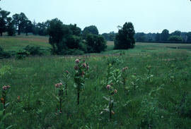 Gardens - United States : Winterthur meadow