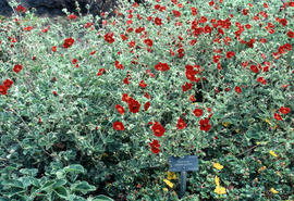 Potentilla atrosargumea[?] and Periocarpa, R[oyal] B[otanic] G[arden] E[dinburgh]