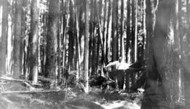 Trip to the glacier at the foot of Mt. Baker : The woods on trail to Church M[oun]t[ain]