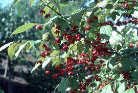 Euonymus sachalinensis