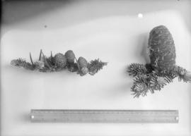 Abies lasiocarpa : Rocky Mountain fir specimens
