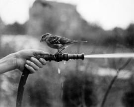 [A Black-headed Grosbeak sitting on a hose at Charles E. Jones' Birds' Paradise]