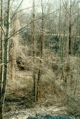 Ravine looking East to Baptist Theo[logical]