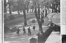 [View of boulevard trees - image of printed photograph]