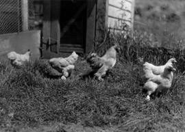 Buff Cochin chickens at Minnekhada