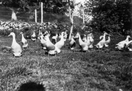 Group of ducks at Minnekhada farm