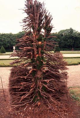 Taxus baccata Vaux le Vicomte : Restoration of Yews