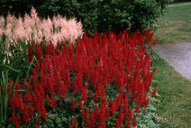 Astilbe cv.