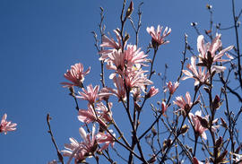Magnolia : Leonard Messel