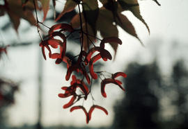 Acer palmatum samaras