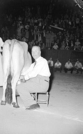 [Mayor J.D. Cornett milking a cow]