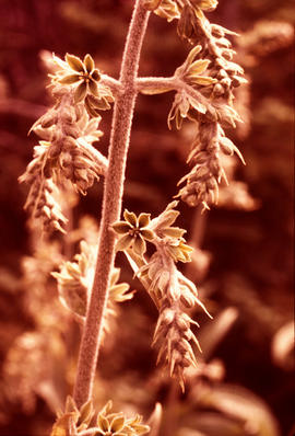 Veratrum viride