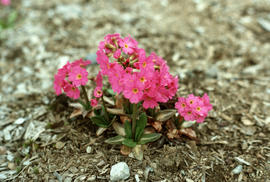Primula rosea, U.B.C. Alpine Garden