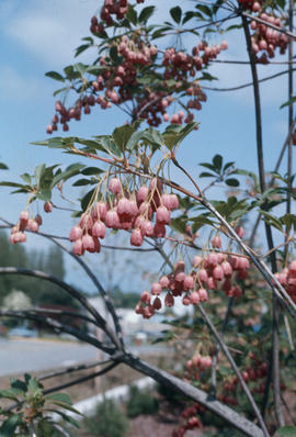 Enkianthus campanulatus