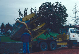 Cultural Practices : Araucaria moving