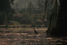 Wildlife : Blue Heron on lake