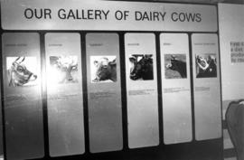 Our gallery of dairy cows : [Milk is Marvelous exhibit]