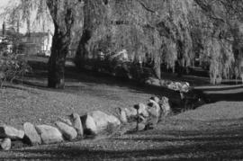 Weeping Willows, rock edge of stream