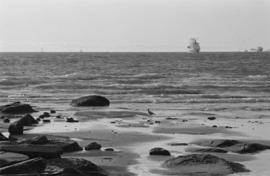 [Bird on beach at] low tide