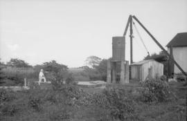 Person in cane sugar field near buildings