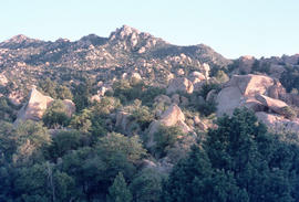 [Pinus :] pinyon pine, [Juniperus :] juniper, [Quercus :] oak scrub; near Globe, Ar[izona]