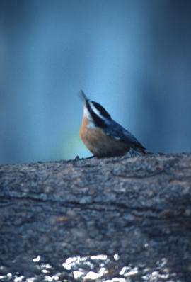 Wildlife : Red Breasted Nuthatch, Pinus Contorta Var Murrayaran