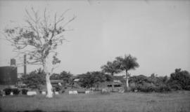 Ozama, trees, scenery