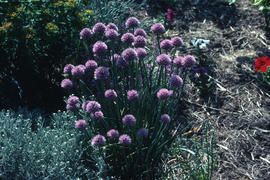 Allium schoenoprasum