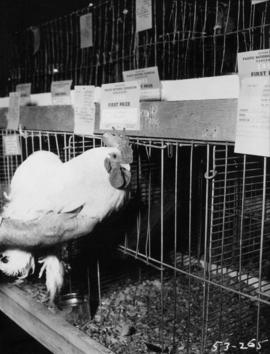 Prize-winning rooster in poultry competition