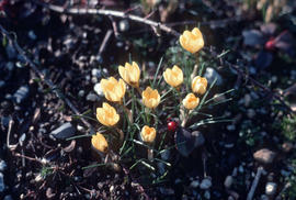 Crocus chrysanthus 'E.P. Bowles'