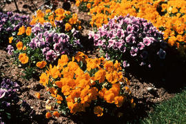 Violas: pansies, landscape bedding