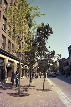 [Trees on Water Street, 2 of 2]