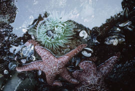 Starfish + sea anenome