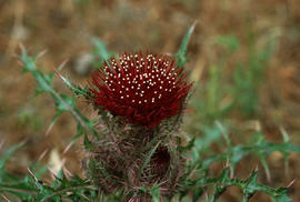 Cirsium species, thistle in Georgia