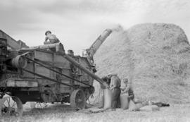 [Harvesting hay]