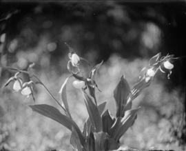 Lady slipper orchid (Cypripdium sp.) in situ