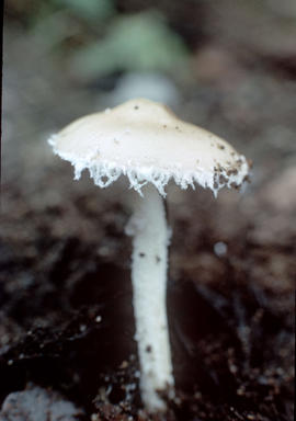 Stropharia ambigua [at] Stanley Park