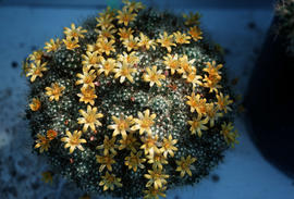 Mammillaria surculosa