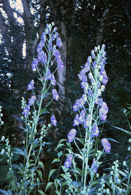 Aconitum napellus