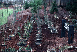 Propagation : winter protection of pots