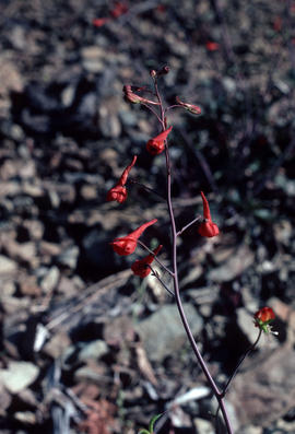 Delphinium nudicaule