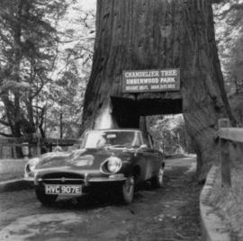 Automobile parked below the Chandelier Tree in Drive-Thru Tree Park