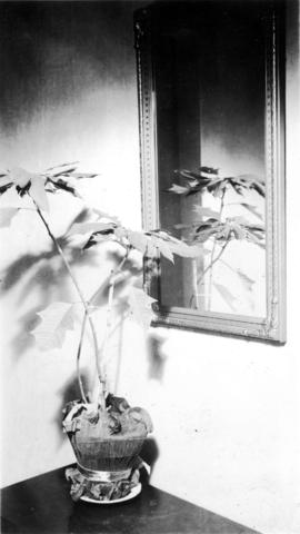 A photograph of a poinsettia on a table
