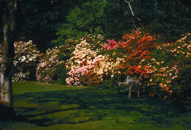 Gardens - United Kingdom : Royal Botanic Gardens, Kew, azalea garden in May