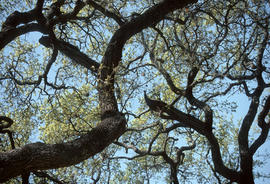 Quercus texana: Texas/Spanish oak