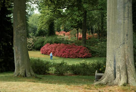 Gardens - United Kingdom : Savill Garden, Windsor