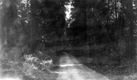 Trip to Savary Island : The road on Savary Island