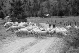 [A flock of sheep on a road]