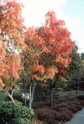 Sorbus hupehensis