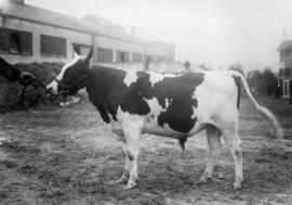 Ayrshire bull by cattle barn